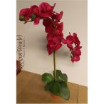   Phalaenopsis Orchidea ültetett cserépben 4 szálas gumi magenta/pink 60-70cm