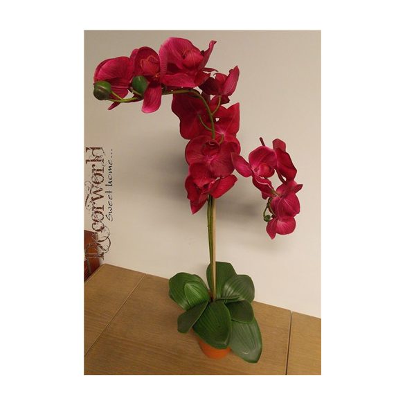 Phalaenopsis Orchidea ültetett cserépben 4 szálas gumi magenta/pink 60-70cm