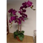   Phalaenopsis Orchidea ültetett cserépben 4 szálas gumi ciklámen/lila 80-90cm