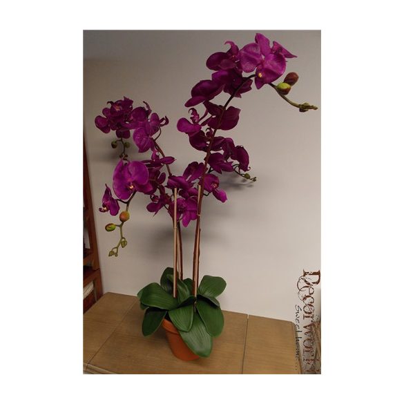 Phalaenopsis Orchidea ültetett cserépben 4 szálas gumi ciklámen/lila 80-90cm