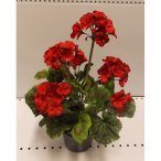 Muskátli piros ültetett műa. cserépben