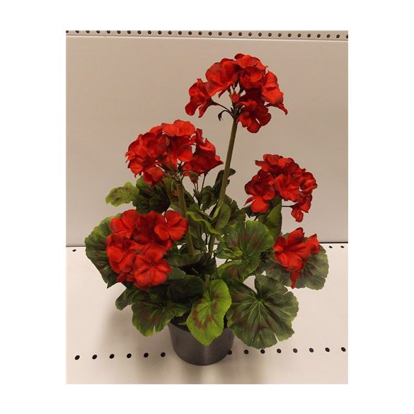 Muskátli piros ültetett műa. cserépben