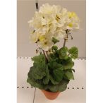 Muskátli fehér ültetett műa. cserépben