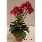 Muskátli ciklámen ültetett műa. cserépben