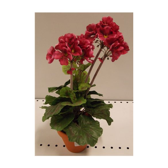 Muskátli ciklámen ültetett műa. cserépben