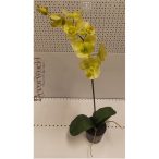   Phalaenopsis Orchidea ültetett cserépben 1 szálas gumi zöld