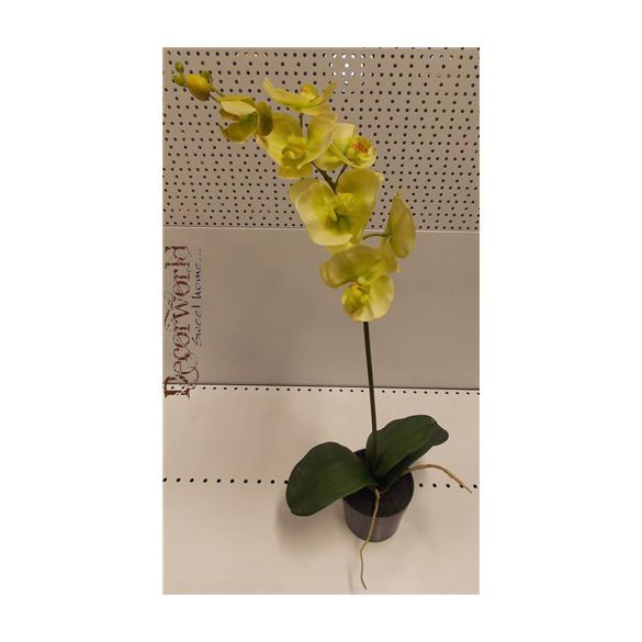 Phalaenopsis Orchidea ültetett cserépben 1 szálas gumi zöld