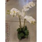   Orchidea ültetett 4 szálas gumi üvegkaspóban fehér 75-80cm