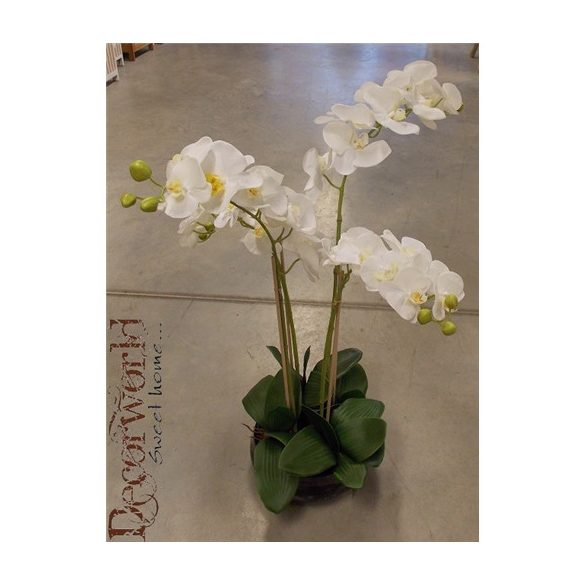 Orchidea ültetett 4 szálas gumi üvegkaspóban fehér 75-80cm