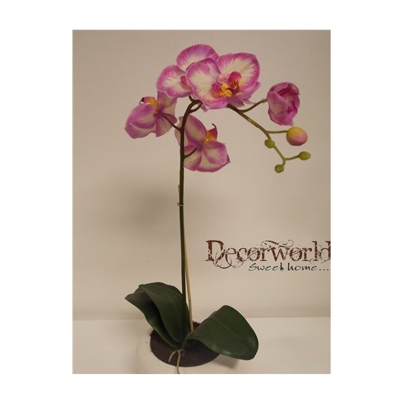 Phalaenopsis Orchidea ültetett kerámia kaspóban 1 szálas gumi v.lila