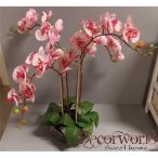   Orchidea ültetett 4 szálas gumi üvegkaspóban rózsaszín/magenta foltos 75-80cm
