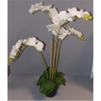   Phalaenopsis Orchidea ültetett cserépben 4 szálas gumi fehér 70-80cm