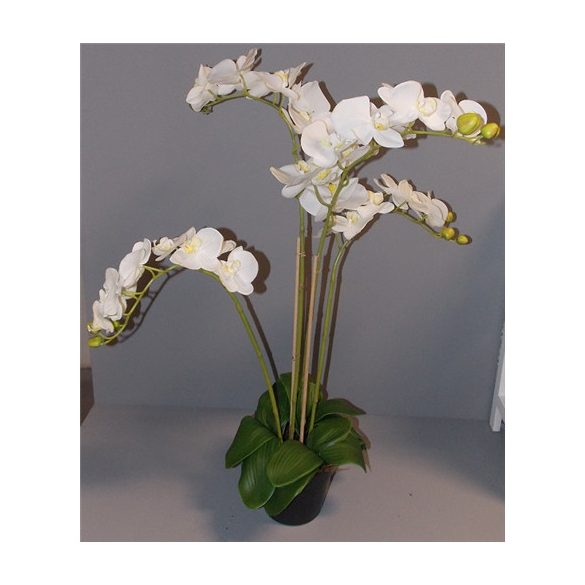 Phalaenopsis Orchidea ültetett cserépben 4 szálas gumi fehér 70-80cm