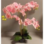   Phalaenopsis Orchidea ültetett cserépben 4 szálas gumi pink 70-75cm