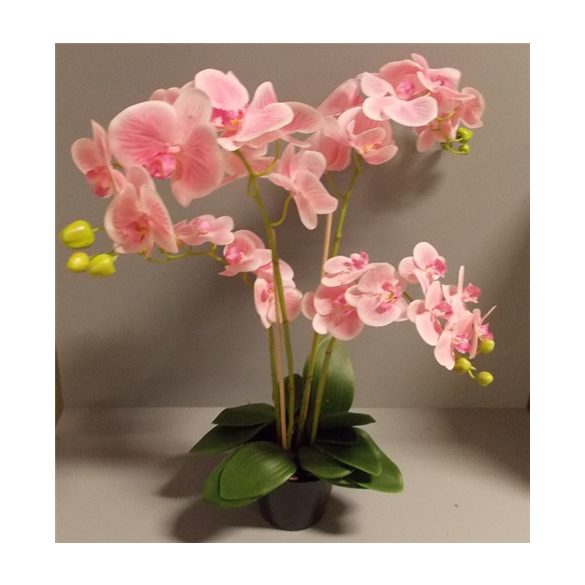 Phalaenopsis Orchidea ültetett cserépben 4 szálas gumi pink 70-75cm