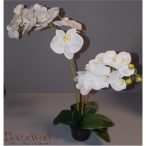   Phalaenopsis Orchidea ültetett cserépben 2 szálas gumi fehér 60-70cm