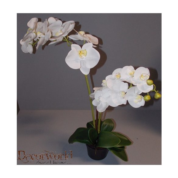 Phalaenopsis Orchidea ültetett cserépben 2 szálas gumi fehér 60-70cm