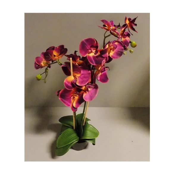 Phalaenopsis Orchidea ültetett cserépben 2 szálas textil padlizsán barack középpel 70-75cm