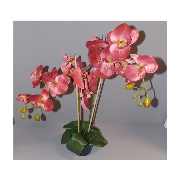 Phalaenopsis Orchidea ültetett cserépben 2 szálas textil mályva 60-70cm