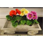 Gerbera bokor ültetett - Több színben