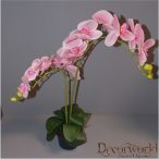  Phalaenopsis Orchidea ültetett cserépben 2 szálas gumi pink 70-75cm