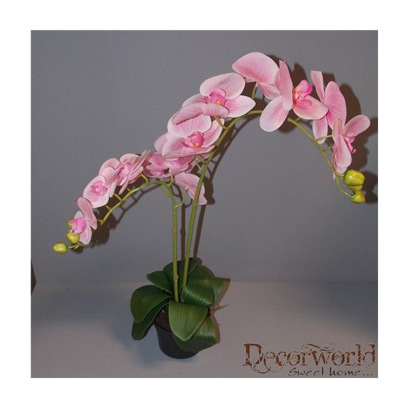 Phalaenopsis Orchidea ültetett cserépben 2 szálas gumi pink 70-75cm