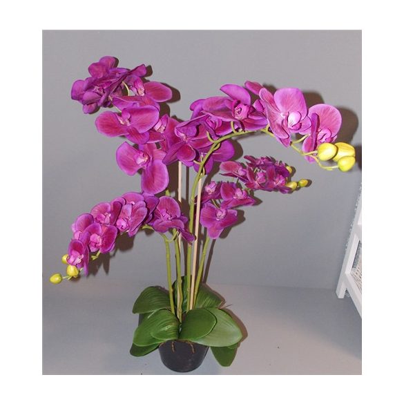 Phalaenopsis Orchidea ültetett cserépben 4 szálas gumi lila 80-90cm