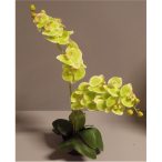   Phalaenopsis Orchidea ültetett cserépben 2 szálas gumi almazöld 65-70cm