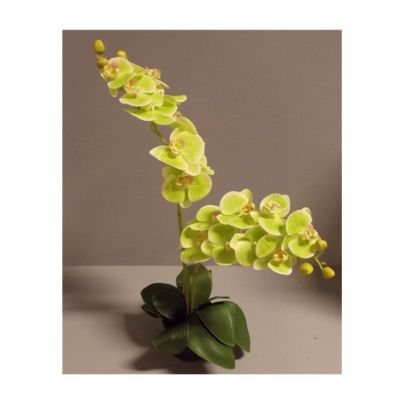 Phalaenopsis Orchidea ültetett cserépben 2 szálas gumi almazöld 65-70cm
