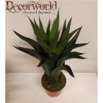 Aloe bokor 60cm