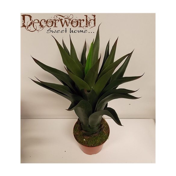 Aloe bokor 60cm