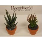 Pozsgás növényke cserépben