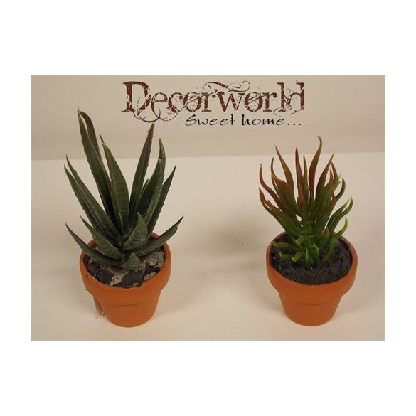 Pozsgás növényke cserépben