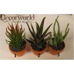 Pozsgás mix művirág dupla ültetett cserépben