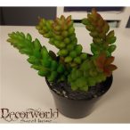 Pozsgás virág cserépben