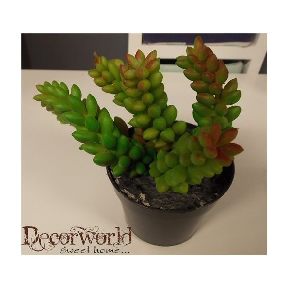 Pozsgás virág cserépben