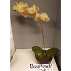   Phalaenopsis orchidea gumi egy szálas krém, sárga/ciklámen közép,  ültetett cserépben