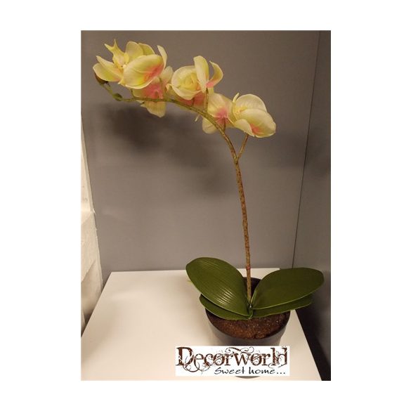 Phalaenopsis orchidea gumi egy szálas krém, sárga/ciklámen közép,  ültetett cserépben