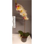   Phalaenopsis orchidea 1szálas vanília zöld rózsaszín ültetett