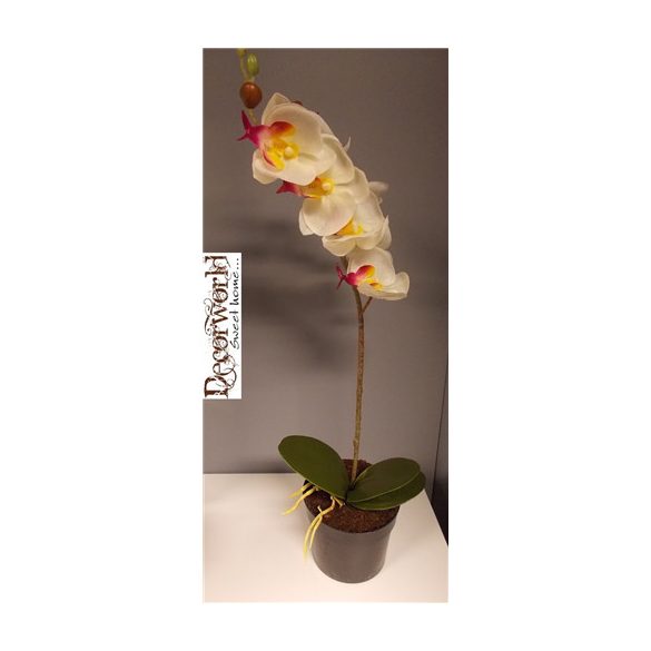 Phalaenopsis orchidea 1szálas vanília zöld rózsaszín ültetett