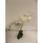   Phalaenopsis Orchidea ültetett cserépben 2 szálas textil vaj 60-70cm