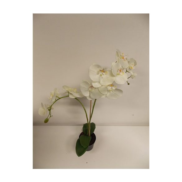 Phalaenopsis Orchidea ültetett cserépben 2 szálas textil vaj 60-70cm