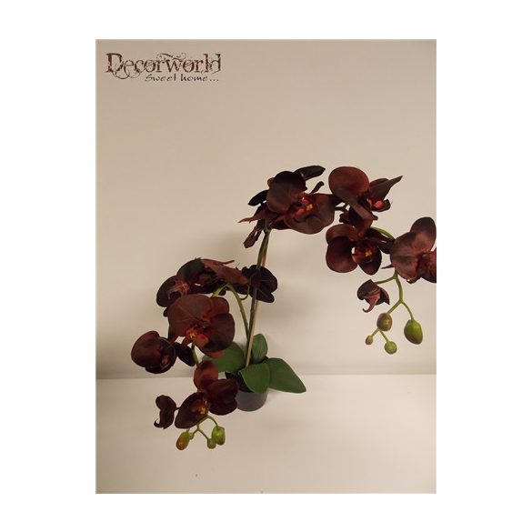 Phalaenopsis Orchidea ültetett cserépben 2 szálas textil bordó 60-70cm