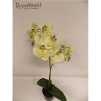   Phalaenopsis Orchidea ültetett cserépben 2 szálas textil világos zöld 60-70cm