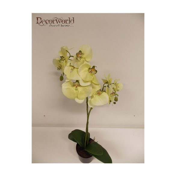 Phalaenopsis Orchidea ültetett cserépben 2 szálas textil világos zöld 60-70cm