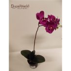   Phalaenopsis Orchidea ültetett cserépben 1 szálas gumi ciklámen/lila 35-40cm
