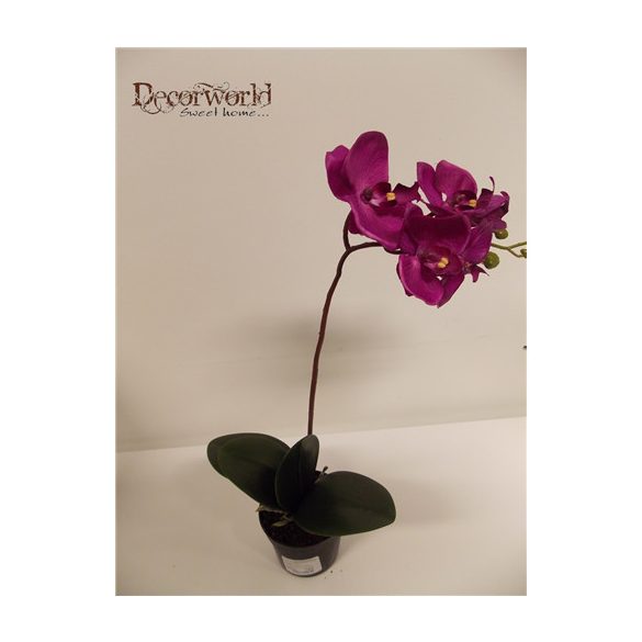 Phalaenopsis Orchidea ültetett cserépben 1 szálas gumi ciklámen/lila 35-40cm