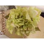 Hortenzia krém zöld