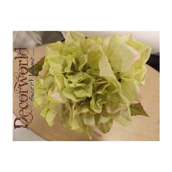 Hortenzia krém zöld