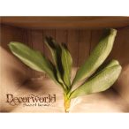 Orchidea levél nagy 30cm Akció